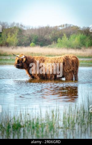 Highlander-Kuh, die im See schwimmen geht. Wassenaar, Niederlande. Stockfoto