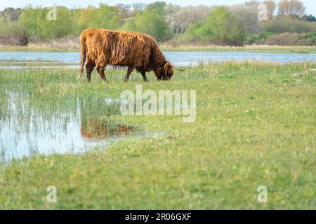 Highlander-Kuh, die im See schwimmen geht. Wassenaar, Niederlande. Stockfoto