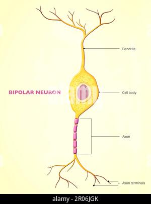 Ein bipolares neuron oder eine bipolare Zelle ist ein neurontyp mit zwei Erweiterungen (einem Axon und einem Dendrit). Viele bipolare Zellen sind spezialisiert auf die Sinneswahrnehmung Stockfoto