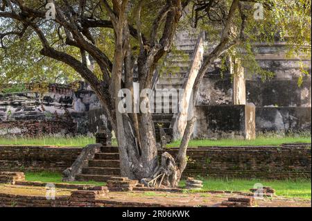 Wat Phra Si Sanphet „Tempel des Heiligen, Splendid Omniscient“ war der heiligste Tempel auf dem Gelände des alten Königspalastes in Thailands alter Hauptstadt Stockfoto