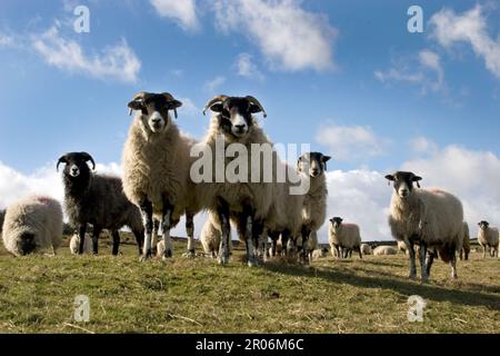 In Teesdale, County Durham, England, grasen neugierige Schafe auf Hügeln Stockfoto