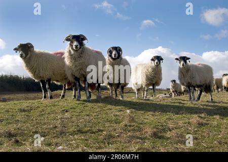 In Teesdale, County Durham, England, grasen neugierige Schafe auf Hügeln Stockfoto