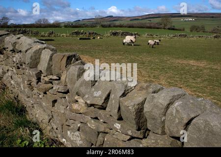 Schafe grasen auf Feldern in der Nähe von Kinnivie, Eggleston, Teesdale Valley, hinter einer traditionellen Kalksteinmauer, England Stockfoto