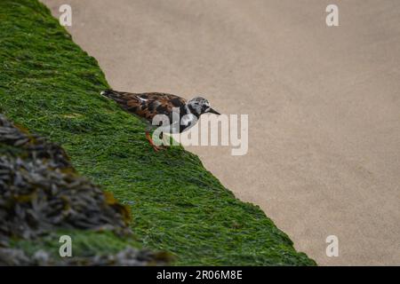 Turnstone in Walton-on-the-Naze Stockfoto