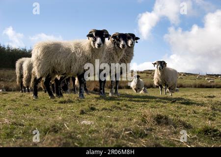 Swaledale neugierige Schafe, die in Teesdale, County Durham, England, auf Hügeln grasen Stockfoto