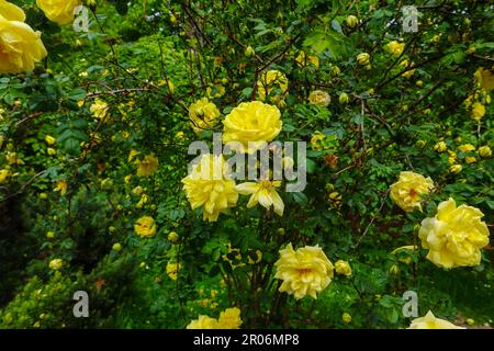 Rosa foetida, persischer gelber, blühender Strauch voller Blüten. Stockfoto