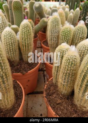 Kaktus in einem Gartenzentrum in Mijas, Málaga, Spanien. Stockfoto