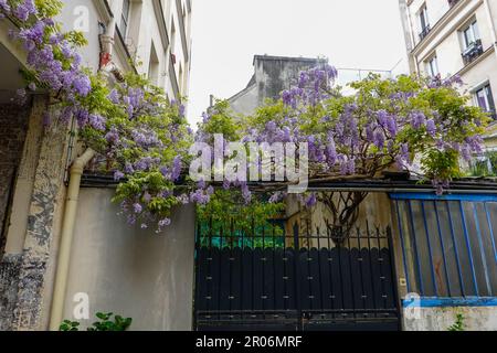 Üppige Pflanzen, La Cité du Figuier, versteckte Straße im 11. Arrondissement, bekannt als Ort, wo Metallarbeiter im 19. Jahrhundert Geschäfte hatten, Paris. Stockfoto