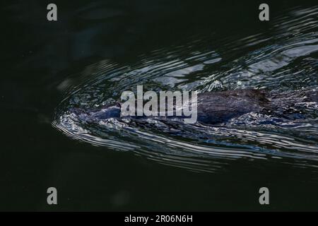 Platypus schwimmt auf der Oberfläche. Ornithorhynchus anatinus Broken River Eungella National Park Stockfoto