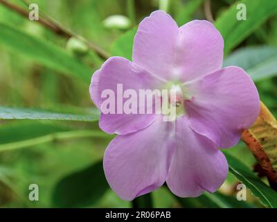 Makrofotografie der Rhododendron-Blume eines armen Mannes, voll blüht, gefangen in einem Garten nahe der Stadt Arcabuco im Zentrum Kolumbiens. Stockfoto