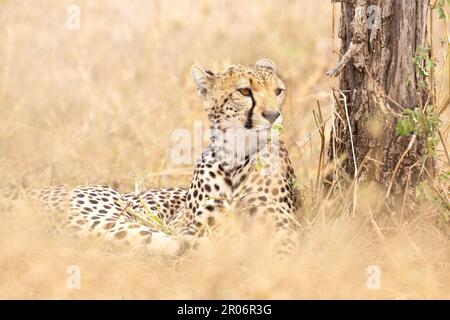 Der wunderschöne Gepard ruht in der Savanne in Serengeti Stockfoto