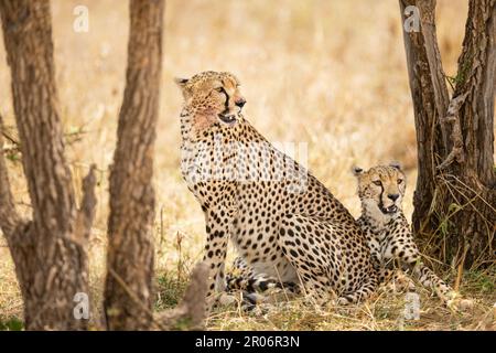 Zwei schöne Geparden liegen unter einem Baum in Serengeti Stockfoto