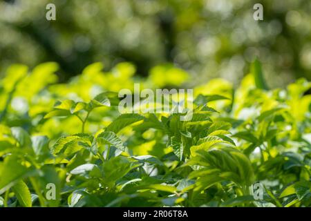 Aegopodium podagraria, gemeinhin als Ground Elder bezeichnet. Verwendung frischer junger Goutweed-Blätter zum Essen im Frühling. Grüner Hintergrund. Selektiver Fokus. Stockfoto