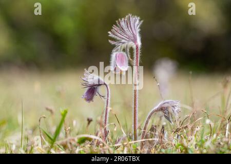 Pulsatilla pratensis (Syn. Anemone pratensis) - die kleine Pasqueblume an einem sonnigen Tag. Stockfoto