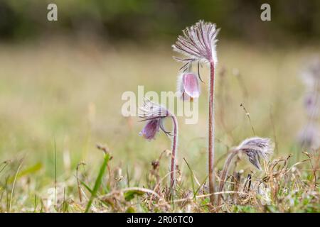 Pulsatilla pratensis (Syn. Anemone pratensis) - die kleine Pasqueblume an einem sonnigen Tag. Stockfoto