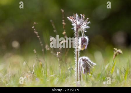 Pulsatilla pratensis (Syn. Anemone pratensis) - die kleine Pasqueblume an einem sonnigen Tag. Stockfoto