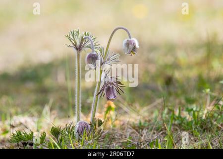 Pulsatilla pratensis (Syn. Anemone pratensis) - die kleine Pasqueblume an einem sonnigen Tag. Stockfoto