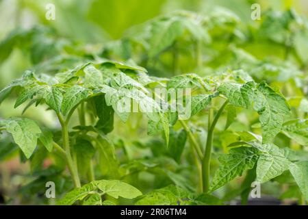 Kleine Tomatenpflanze, die zum Auspflanzen angebaut wird. Selektiver Fokus. Grüner Hintergrund. Stockfoto