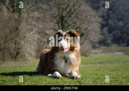 Haustierkonzept im Park. Der braune australische Hirte liegt im Frühling im grünen Gras, hält die Zunge an der Seite und hört aufmerksam zu. Australische Republik Stockfoto