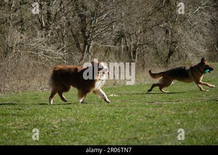 Haustierkonzept im Park. Deutsche und australische Hirten laufen auf dem Feld auf grünem Gras und spielen mit Spielzeug. Charmanter, aktiver und energiegeladener Volltrottel Stockfoto