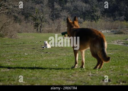 Haustierkonzept im Park. Weißer roter Mischhund liegt auf dem Feld in grünem Gras. Der zweite Hund, Deutscher Hirte mit Spielzeug in den Zähnen, lädt ihn ein Stockfoto