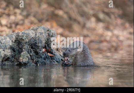 Nahaufnahme eines neotropen Otters, der einen Fisch in einem Fluss isst, Pantanal, Brasilien. Stockfoto