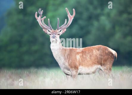 Nahaufnahme eines Hirschgeweihs mit Stern auf Samtgeweih im Sommer, Großbritannien. Stockfoto