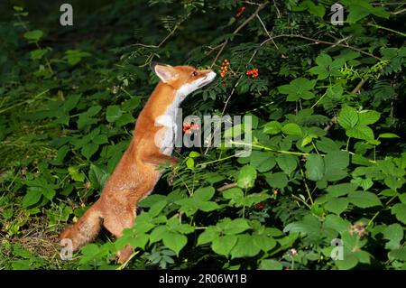 Nahaufnahme eines Rotfuchs (Vulpes vulpes), der im Spätsommer in Großbritannien Rotwanbeeren isst. Stockfoto