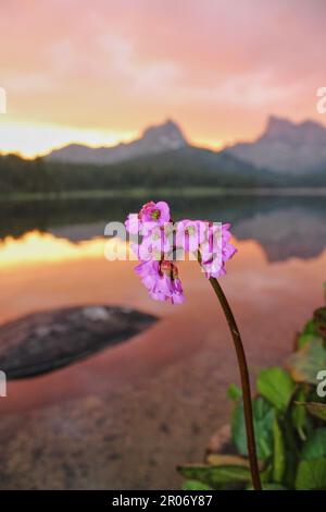 Violette Wildblumen vor einem wunderbaren rosa Sonnenuntergang auf einem Bergsee. Stockfoto