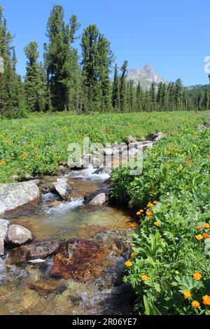 Frischer Bergbach in einem Feld mit Orangenblumen Trollius asiaticus und immergrünen Bäumen, Ergaki Naturpark. Creek Trinkwasserquelle auf einer Wanderung Stockfoto