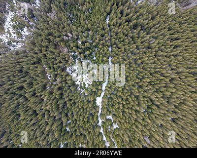 Von oben sehen Sie einen grünen Wald, mit Pfad im Schnee auf dem Boden, wunderschöne Fichten im Hintergrund Bäume Stockfoto