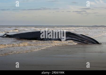 Wal Am Strand Stockfoto