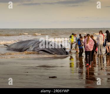 Gestrandete Wale Am Bridlington Beach Stockfoto