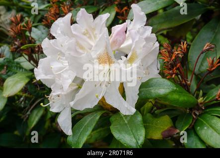 Wunderschöne weiße Rhododendron-Blumen blühen im Frühling. Saisonal blühender Gartenbusch Stockfoto