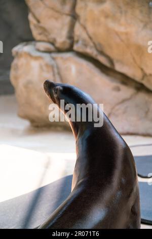 Eine vertikale Nahaufnahme eines Seelöwen in der Nähe eines Teichs in einem Zoo Stockfoto