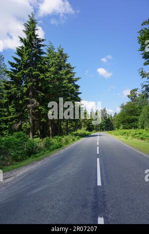 Road Trip durch den Wald. Blick auf die leere Straße an sonnigen Tagen. Stockfoto