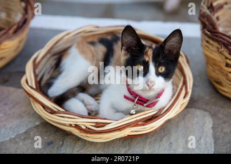 Calico Tabby Kurzhaarkatze liegt im Schilfkorb. Dreifarbige Hauskätzchen mit rotem Kragen, die in die Kamera schaut, Kykladen-Insel, Griechenland. Stockfoto