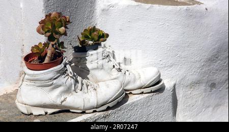 Jadepflanze im Freien, Miniaturbaum, wie in alten zerrissenen Schuhen auf weißgetünchtem Wandhintergrund. Viel Glück, Wohlstand. Griechenland, Kykladen-Insel Stockfoto