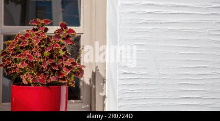 Coleus-braunes gelbes Blattwerk, plectranthus scutellarioides, in rotem Topf auf Fensterbank. Weißer Hintergrund für leere Wand. Kykladen, Griechenland. Speicherplatz kopieren Stockfoto