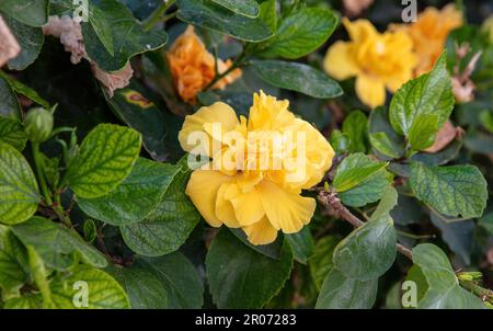 Hibiscus Rosa Sinensis doppelt gelb blühende mehrjährige Blütenpflanze auf der griechischen Kykladen-Insel. Tropischer oder chinesischer Hibiskus mit üppigem Laub. Stockfoto