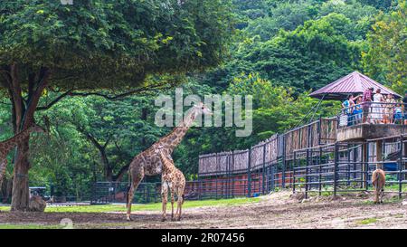 Giraffe steht an Büschen in der Sonnenschein Natur Grün Reise Stockfoto