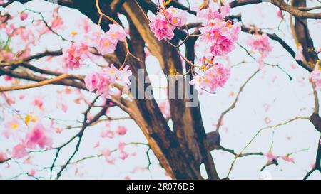 Tunnel Pink Flowers Tabebuia Rosea Blossom .Tabebuia rosea' Bäume in Blüte Stockfoto