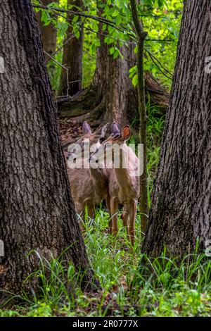 Hirsch im goldenen Licht Stockfoto