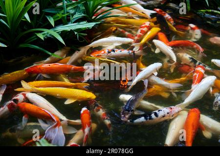 Im Teich schwimmende Koi-Karpfen Stockfoto