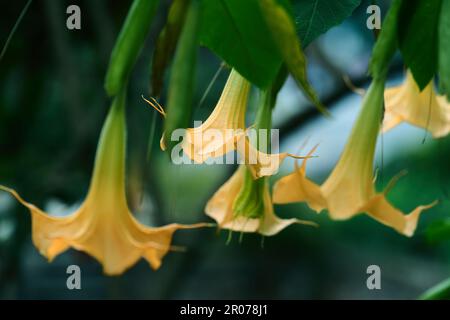 Eine Nahaufnahme von Brugmansia Aurea Blumen, die in einem grünen Garten wachsen Stockfoto