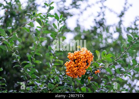 Wilde orangefarbene runde Frucht mit der Form von Beeren, die auf einem Ast in den Straßen von London, Großbritannien, hängen. Stockfoto