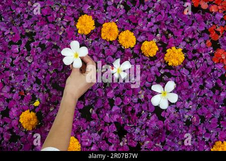 Frangipani-Blüten und Blumen in der Badewanne, Spa-Wochenende, Wohlbefinden, Körperpflege und Schönheitskonzept Stockfoto