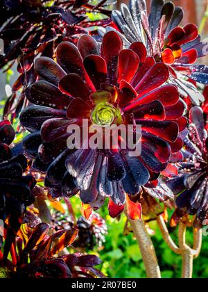 Selektiver Fokus eines schwarzen Aeonium Arboreum 'Zwartkop' (Schwarze Rose) mit verschwommenem Hintergrund Stockfoto