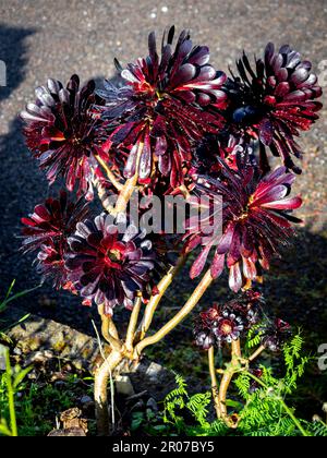 Schwarzes Äonium Arboreum „Zwartkop“ (Schwarze Rose) mit verschwommenem Hintergrund Stockfoto