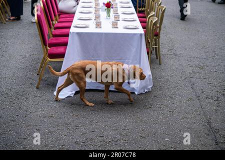 London UK. 7. Mai 2023 Nova, der Hund der Sunak-Familie, läuft an den Tischen beim großen Mittagessen der Krönung in der Downing Street, das von Premierminister Rishi Sunak und seiner Frau Akshata Murthy für Gemeindehelden, ukrainische Familien, die vor Krieg geflohen sind, und Jugendgruppen in London ausgerichtet wird. Die Veranstaltung findet im Rahmen des „Big Lunch“ statt, einer landesweiten Initiative, die Nachbarn und Gemeinschaften zusammenbringt, um die Krönung von König Karl III. Und Königin Camilla zu feiern. In ganz Großbritannien werden voraussichtlich über 50.000 Straßenparitäten stattfinden. Kredit: amer Gazzal/Alamy Live News Stockfoto